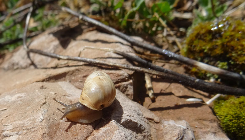 Zebrina detrita (Enidae)........con accoppiamento